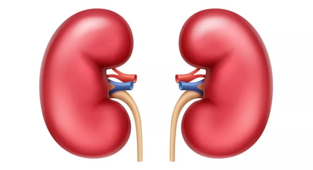 5 Facts about your kidneys