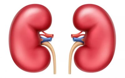 5 FACTS ABOUT YOUR KIDNEYS